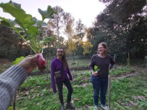 permaculture practice Harvesting radish in agroforestry