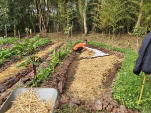 permaculture practice Giulia in the agroforestry system