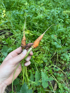 la-bruguera-volunteering-permaculture-garden