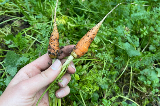 la-bruguera-volunteering-permaculture-garden