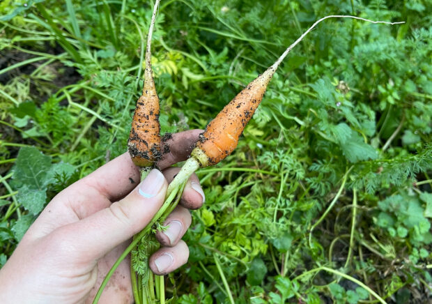 la-bruguera-volunteering-permaculture-garden