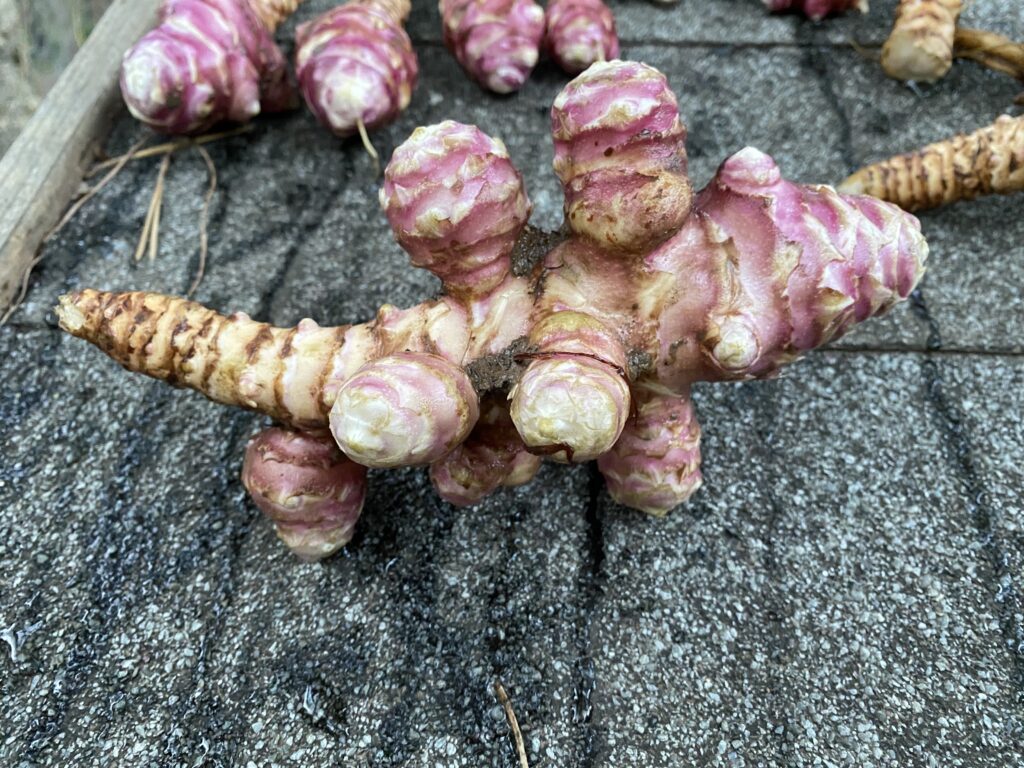 Funk jerusalem artichoke grown here at La Bruguera